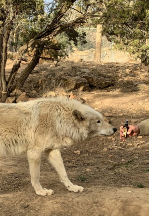 ¿Cómo lo hacen? Mundo animal · Cangrejos decorativos y leones ruidosos portada