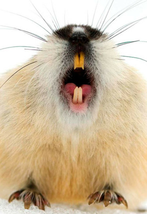 Poster de la película Lemming - El Pequeño gigante del norte - Películas hoy en TV