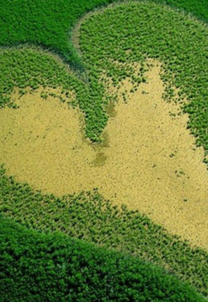 Poster de La Tierra desde el cielo · Vist des del cel: Encara existeixen els animals salvatges? (1ª part)