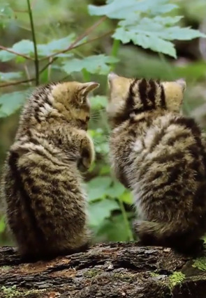 Pequeños felinos, grandes personalidades portada