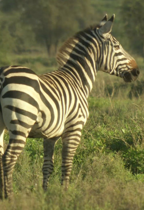 Poster de la película Cebras del Serengeti - Películas hoy en TV