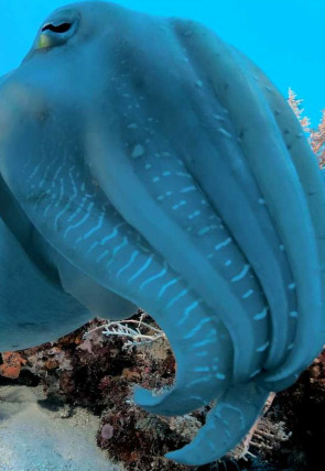 Into the blue: Bahía de tritón portada