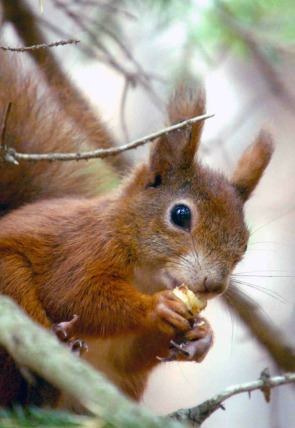 Poster de la película Secrets of Squirrels - Películas hoy en TV