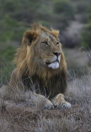 Matriarcados del reino animal · Rezando para que llueva portada