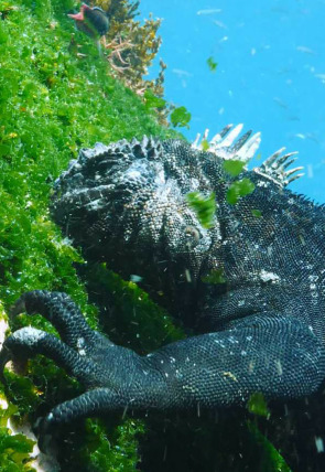 Las Galápagos, la frontera del mundo · Un océano de confusión portada