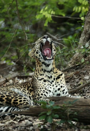 Poster de la película Panteras: Lince ibérico. El gran felino mediterráneo - Películas hoy en TV