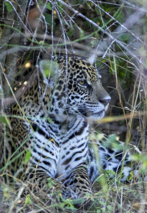 Nacido para ser salvaje: Frida, la cachorra de jaguar · Nacido para ser salvaje: Frida, la cadella de jaguar portada