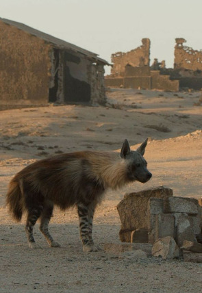 Poster de la película Las hienas pardas de Makgadikgadi - Películas hoy en TV