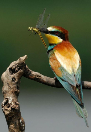 Poster de la película Fauna ibérica - Películas hoy en TV