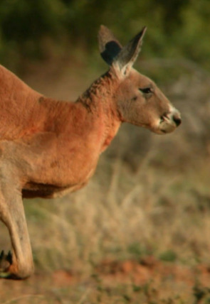 Conocer a los marsupiales portada