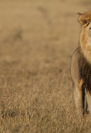 Savage Kingdom · La reina del norte en la programación de Nat Geo Wild HD (Naturaleza)