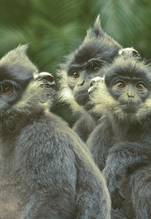 Wild Vietnam: El misterioso norte: la tierra de los bosques montañosos en la programación de Nat Geo Wild HD (Documentales)