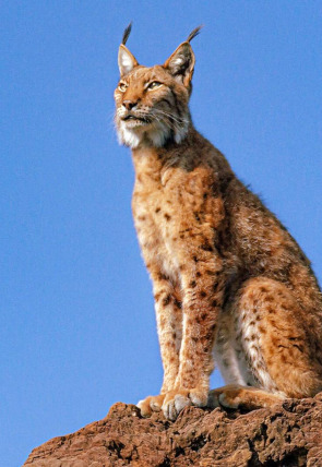 Poster de La tierra del lince ibérico · Invierno