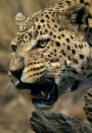 Poster de la película Top 10 animal: Armas letales - Películas hoy en TV