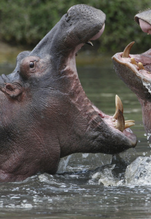 Los más peligrosos: Juego de tronos en la programación de Nat Geo Wild HD (Documentales)