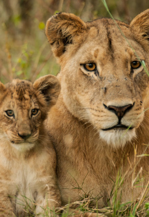 Leones: caza por la supervivencia portada