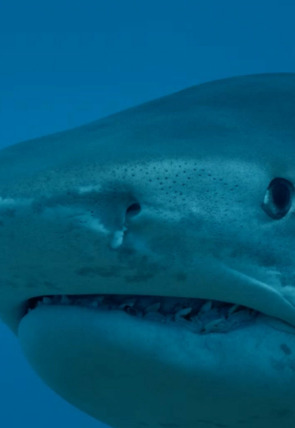 Poster de la película Tiburones colosales - Películas hoy en TV