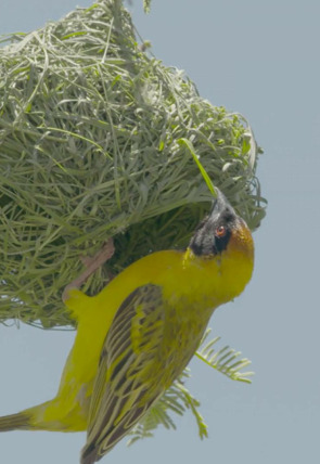 Poster de la película Obreros de la naturaleza · Maestros de obra - Películas hoy en TV