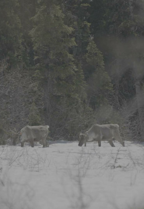 Poster de la película Las Montañas Rocosas: de Yellowstone a Yukón · Caribúes - Películas hoy en TV