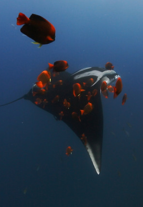 Mantarrayas: criaturas de otro planeta en la programación de Odisea (Documentales)