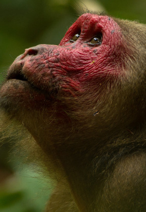 Poster de la película Dentro de lo Salvaje: India · Tierra del rinoceronte secreto - Películas hoy en TV