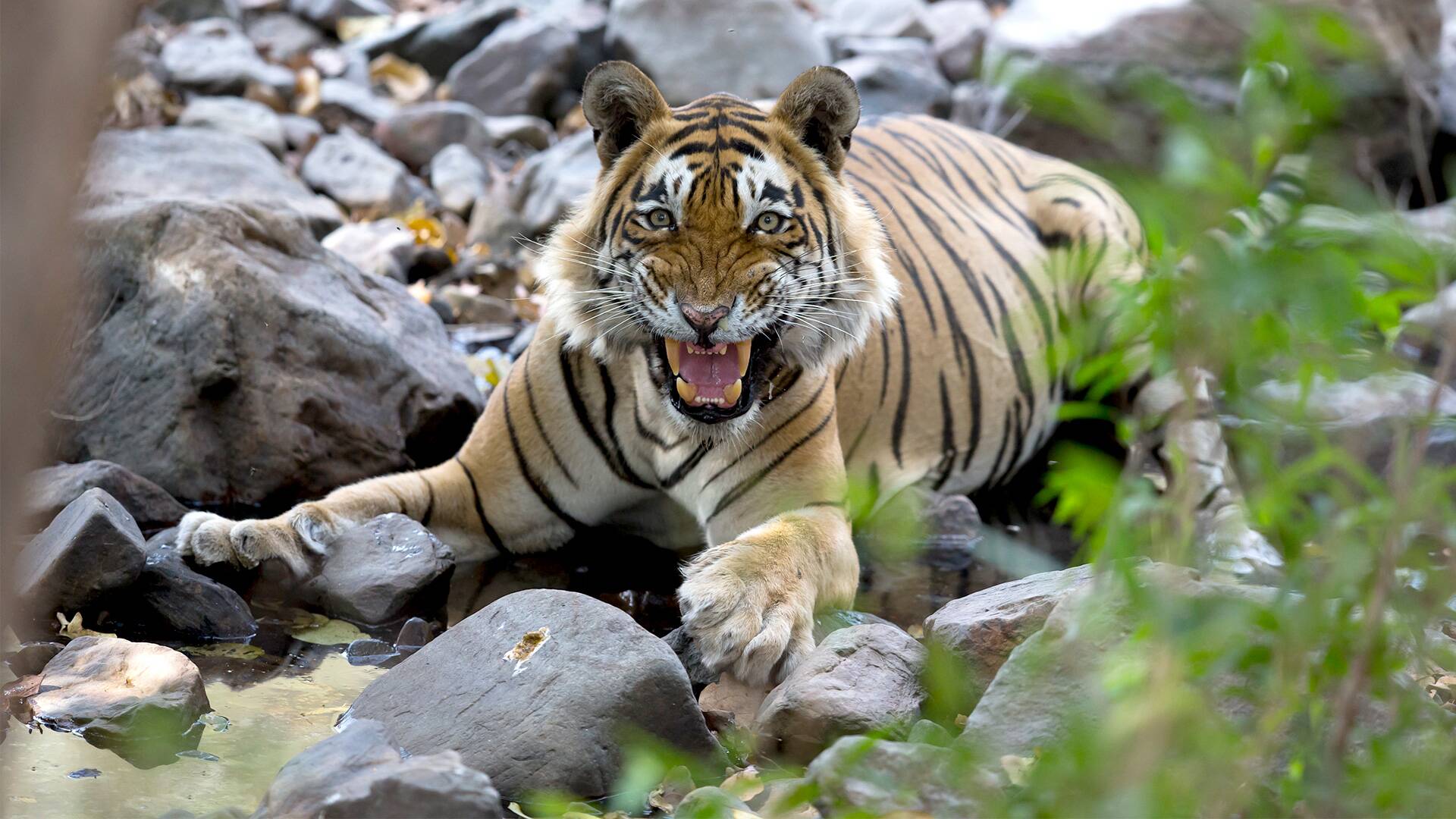 El legado de la reina tigre