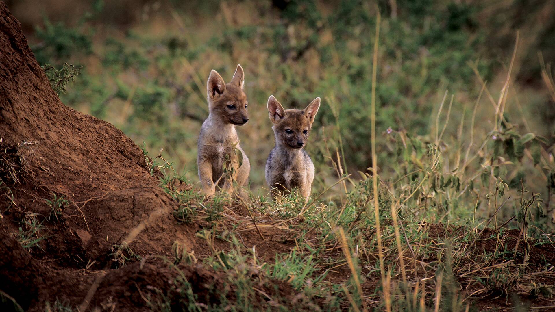 Creciendo en África: El círculo de la vida