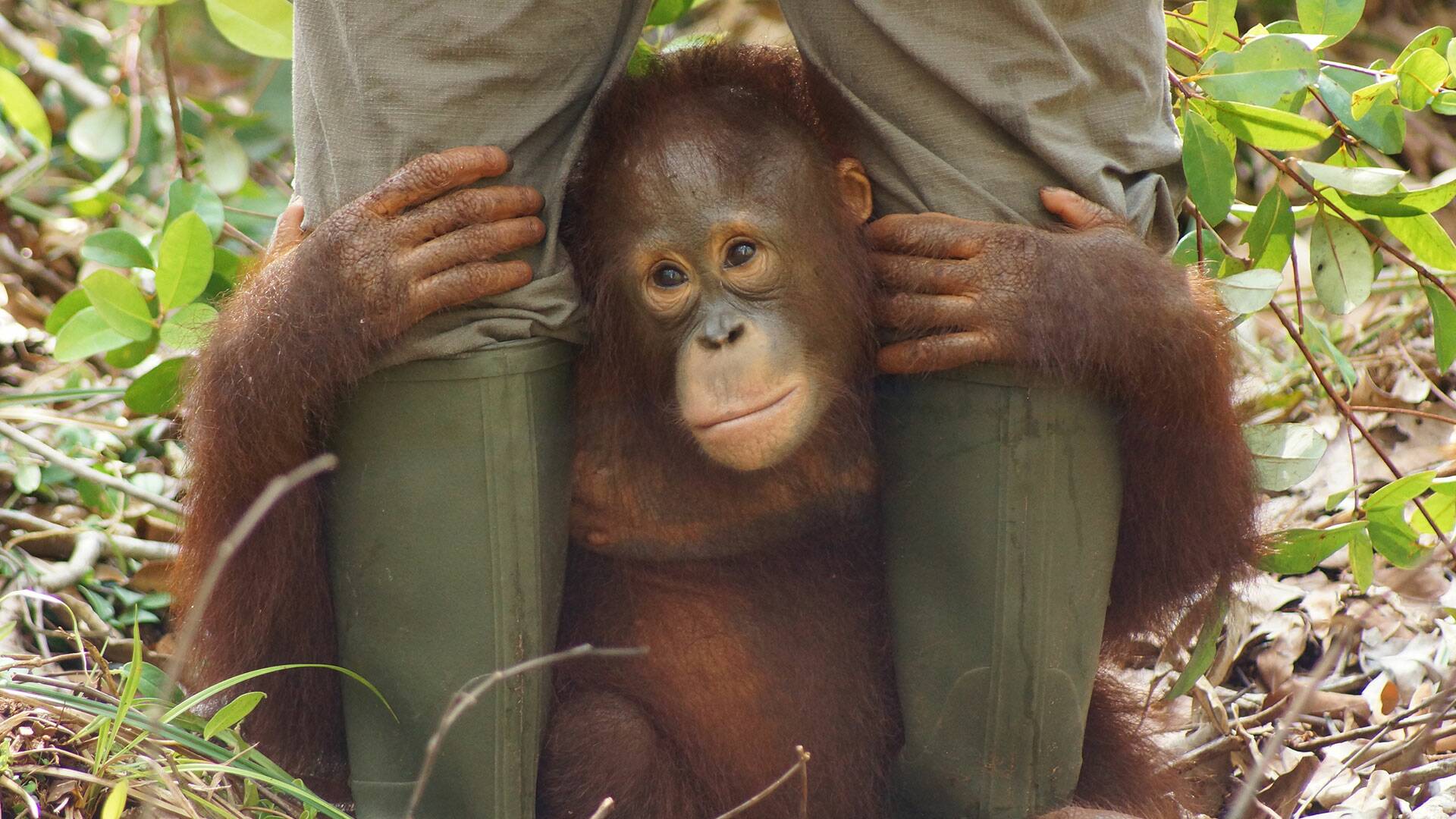 Escuela de orangutanes: El nuevo amigo de Wine