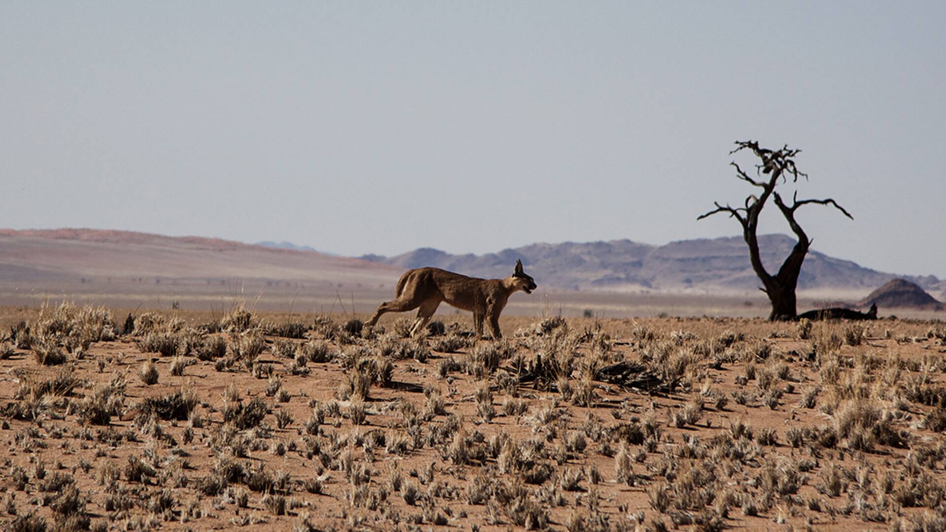 Ataques felinos  