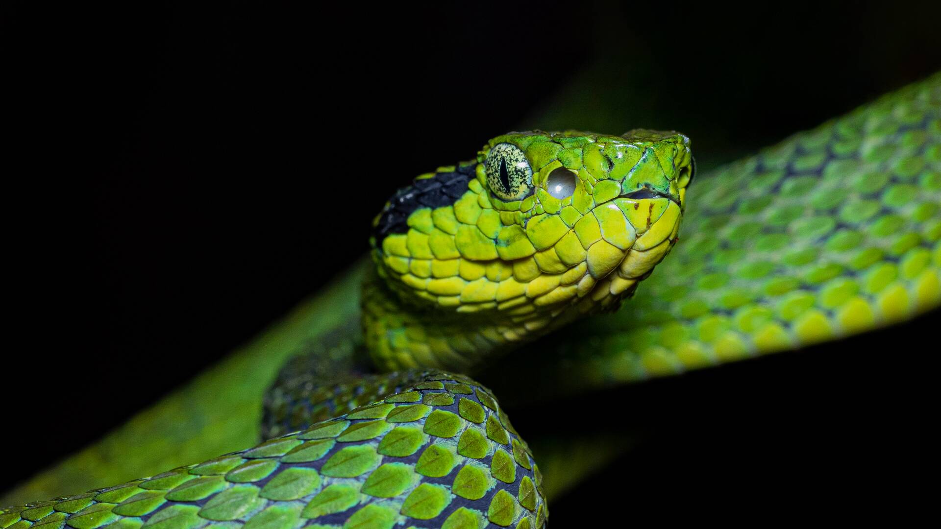 Wild Centroamérica: Costa Rica