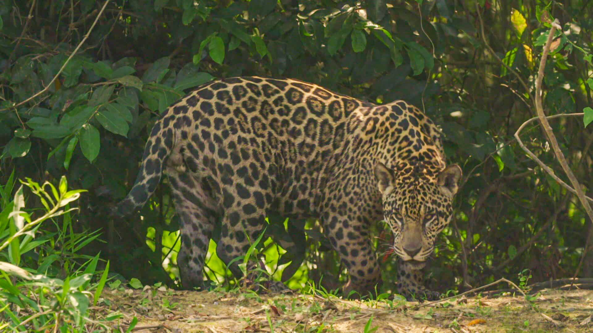 Los animales más raros...: Mutantes salvajes