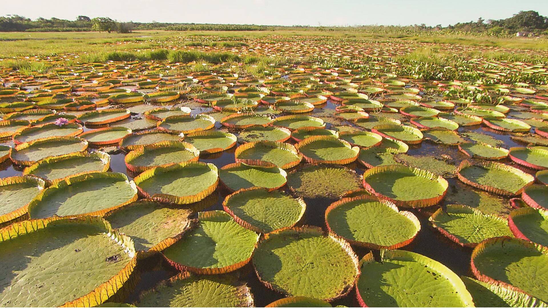 Los secretos naturales...: África