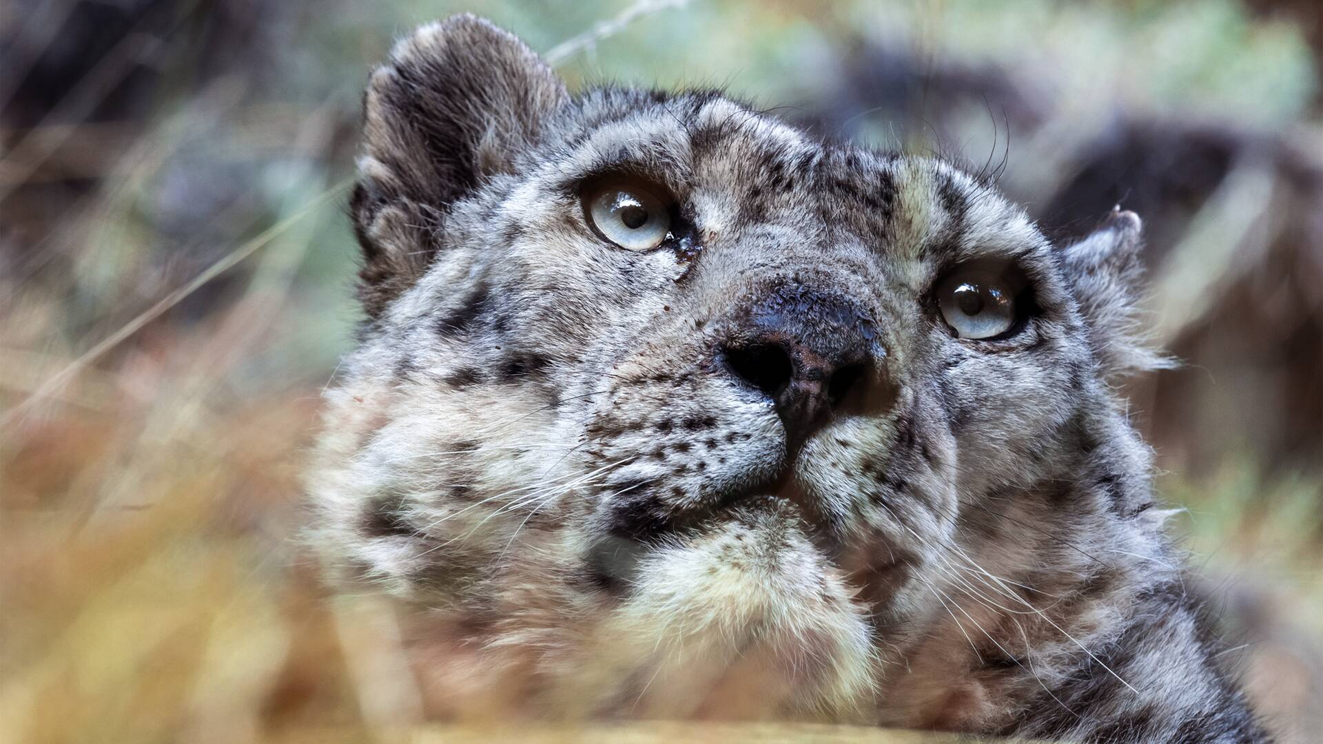 El reino helado del leopardo de las nieves