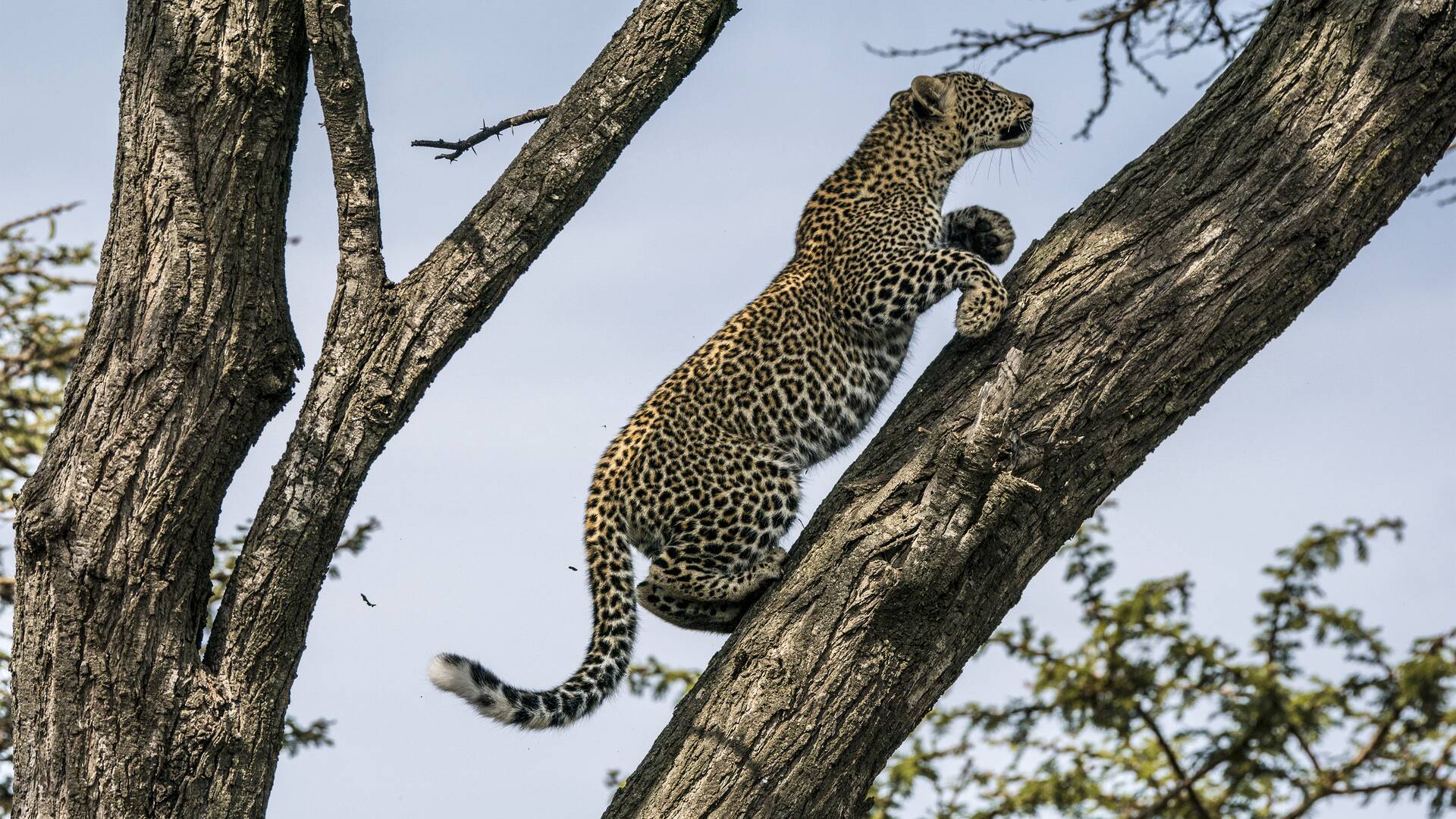 Toto, la leopardo de ojos jade