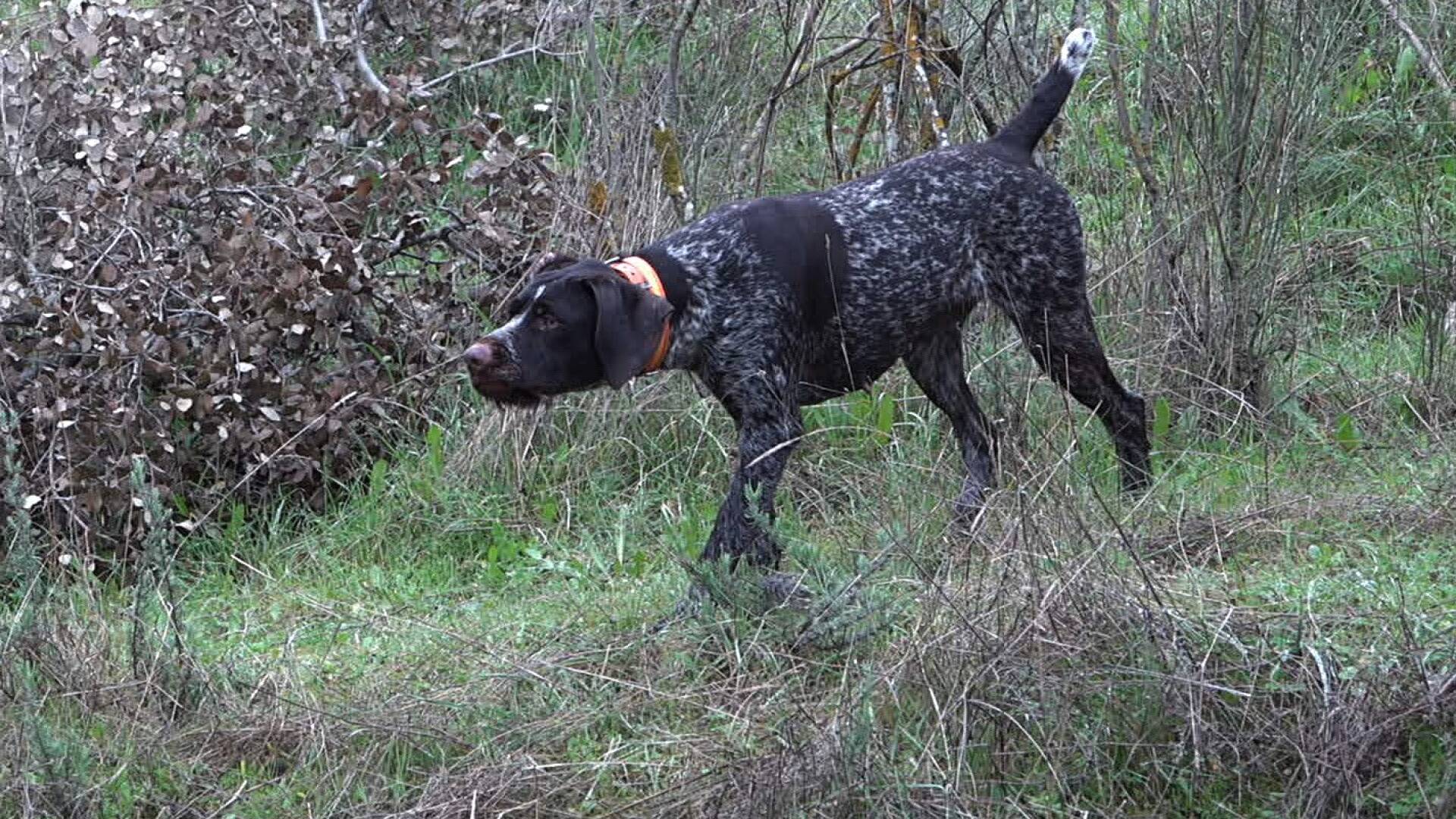 Drathaars tras las perdices de La Atalaya