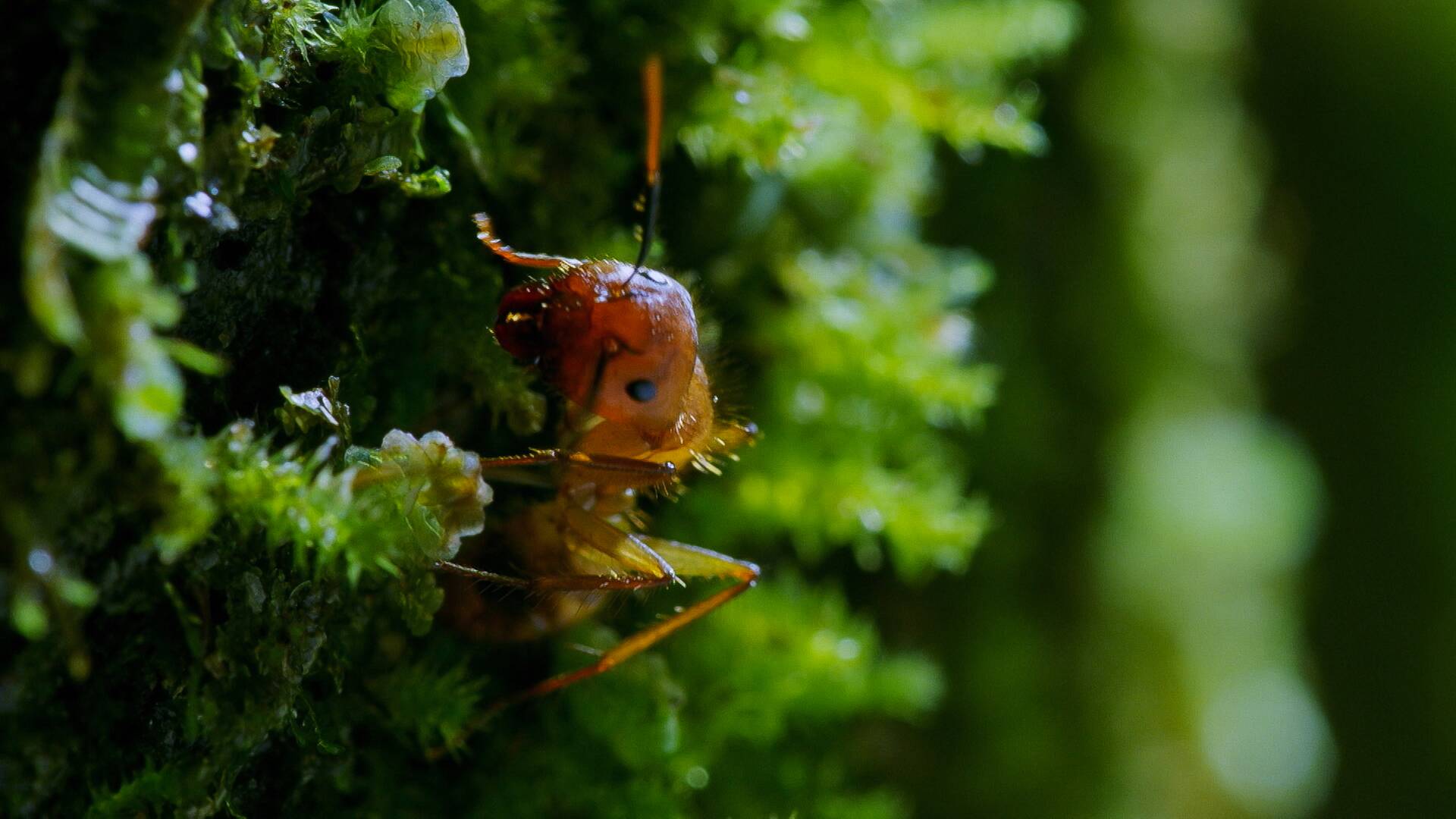 Monstruos de la naturaleza: bichos espeluznantes