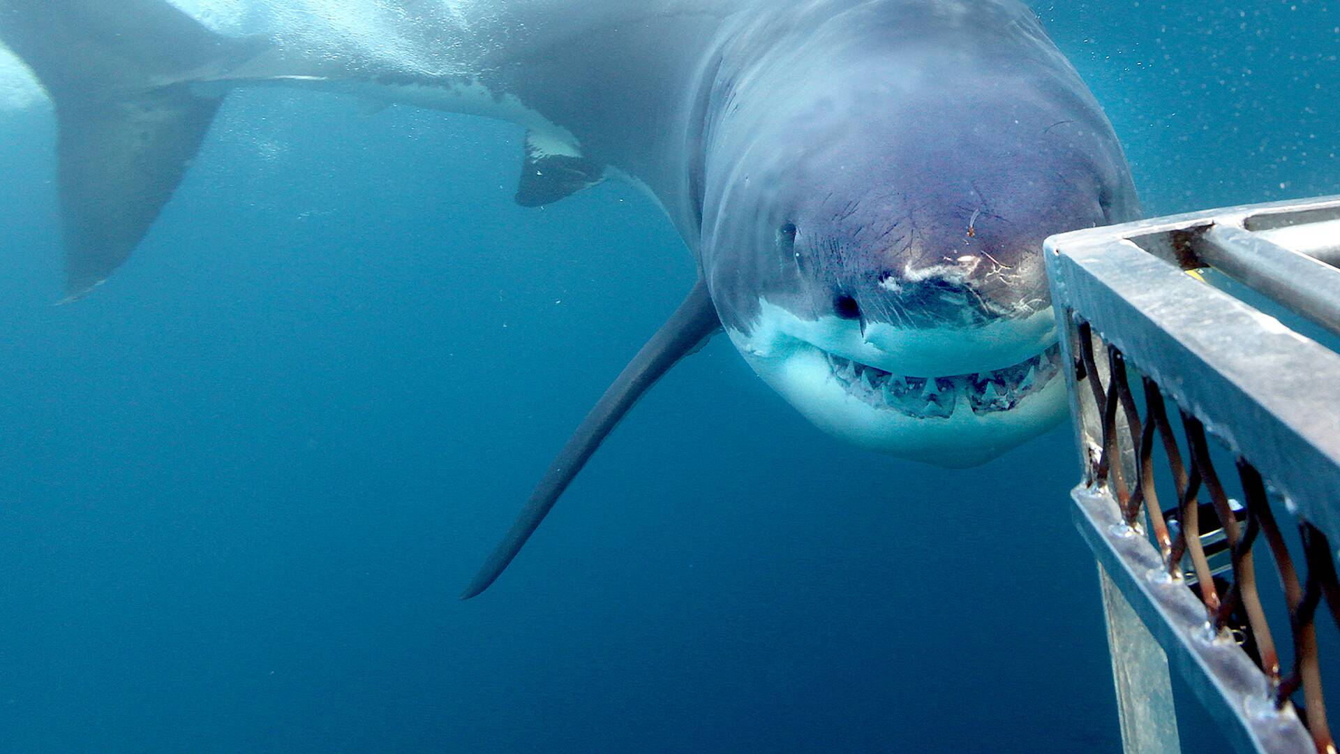 Tiburones que se lo comían todo