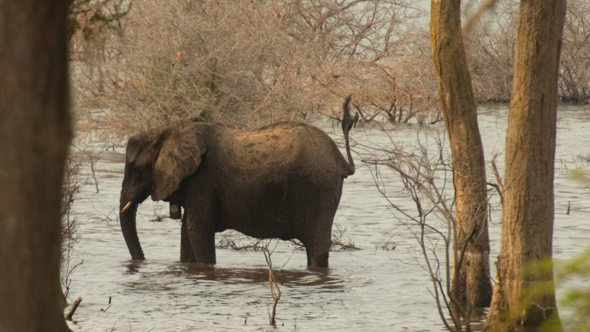 Lago Tanganica: el corazón de Africa