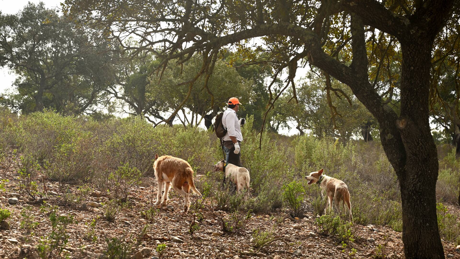 Monteando en campo Arañuelo