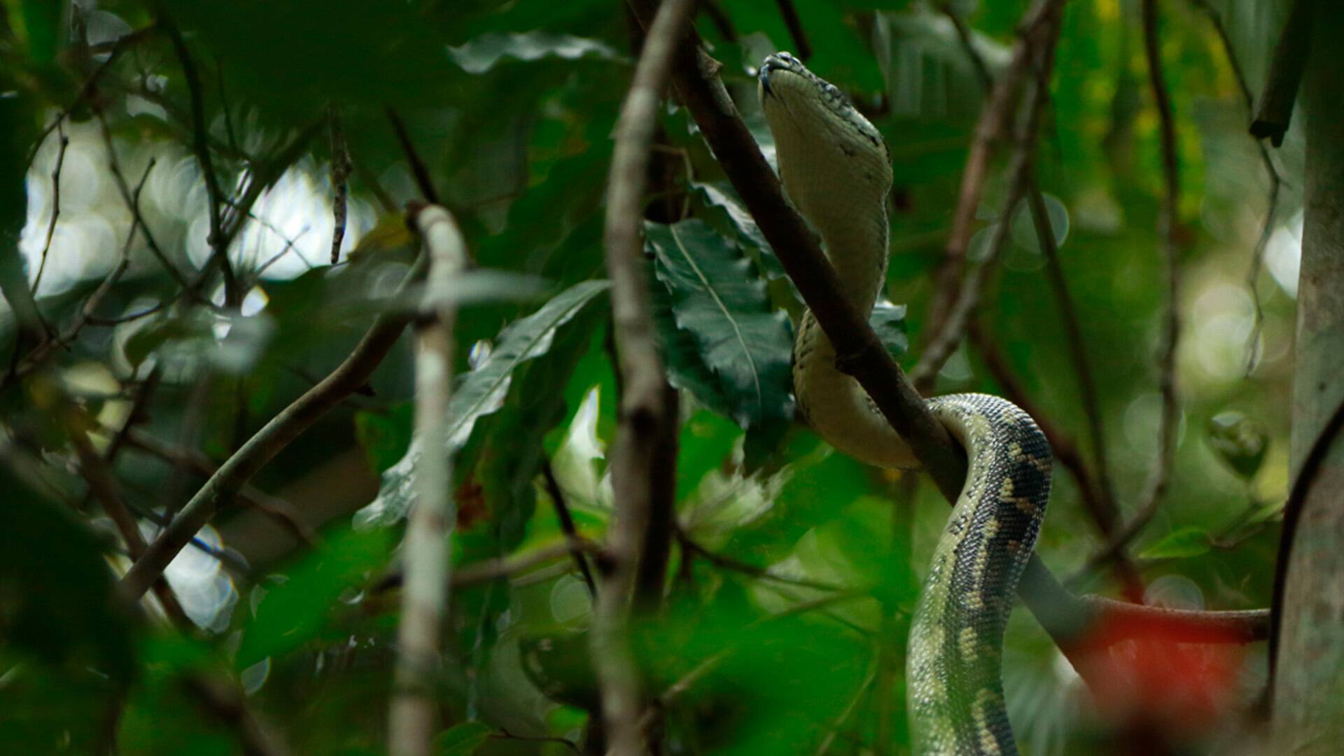 Australia: cazadores de serpientes 