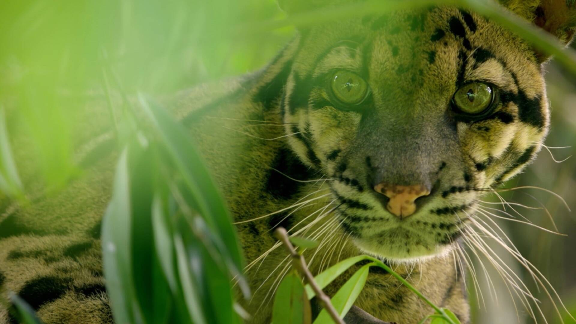 Los leopardos salvajes de la India