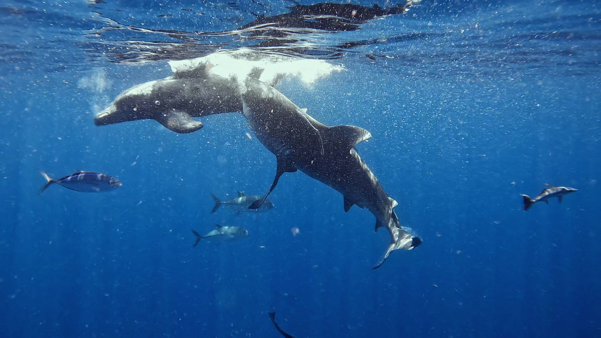 Tiburones vs delfines: batalla en las Bahamas