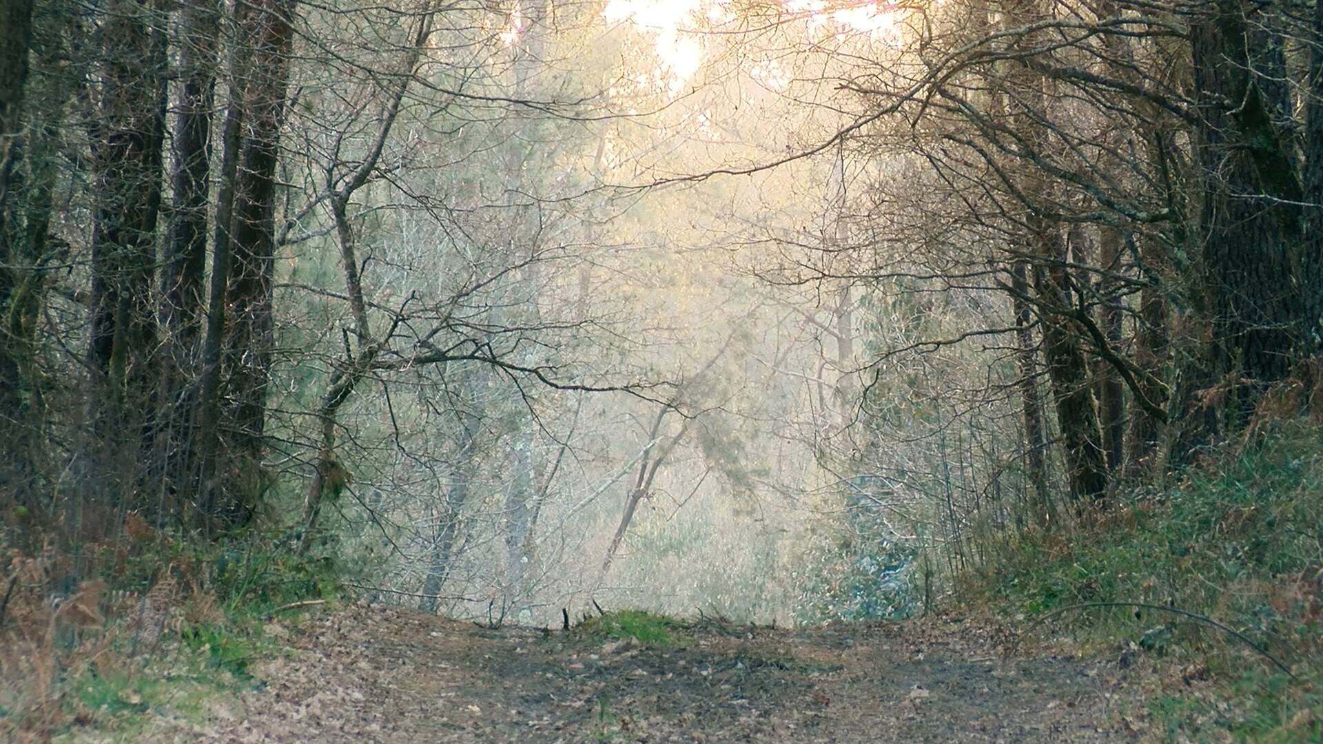 O lobo en Galicia, ameaza ou patrimonio