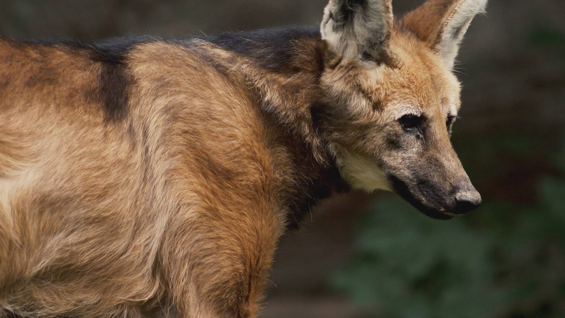 Perros salvajes