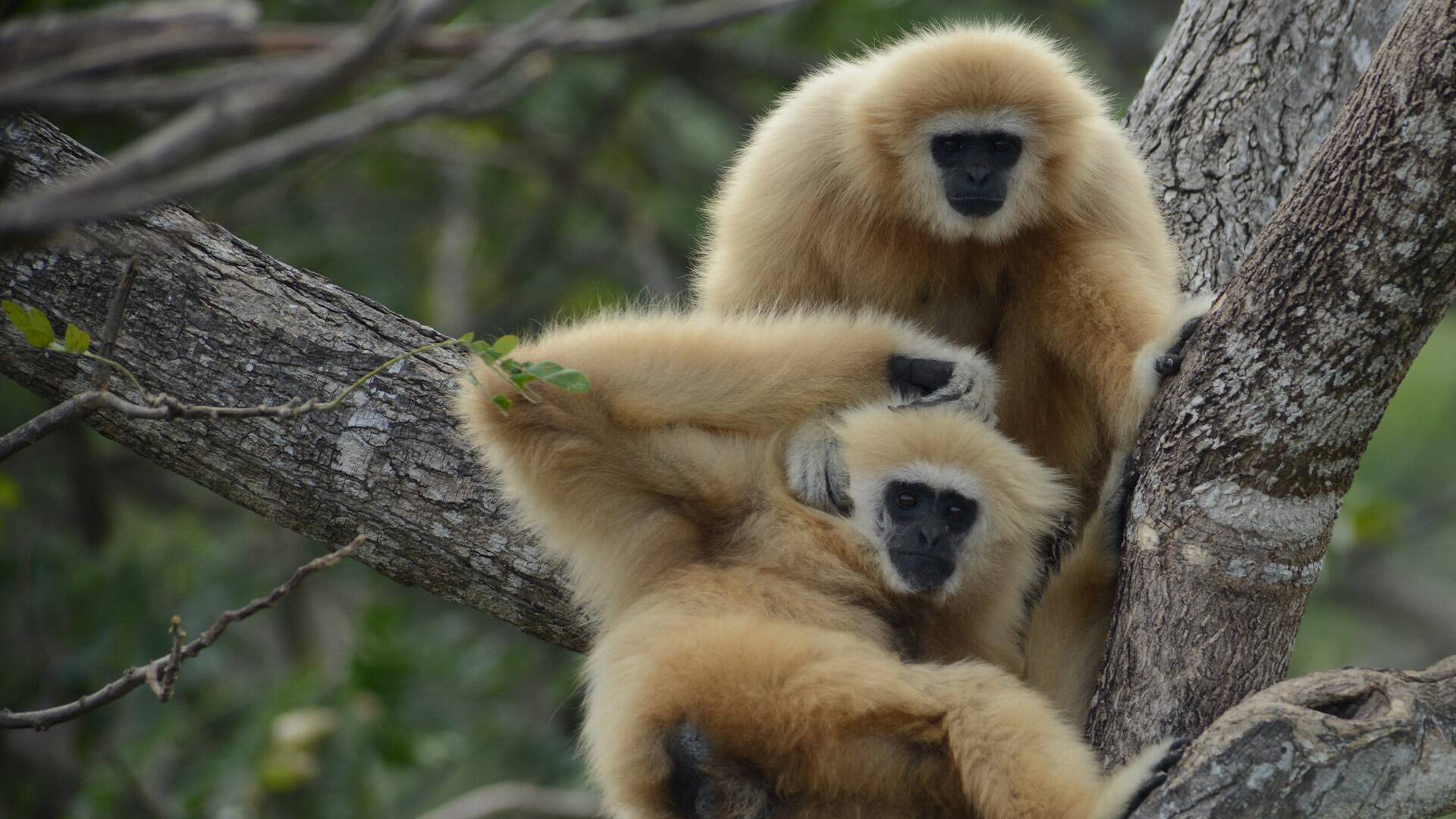 Monos: una gran familia: América