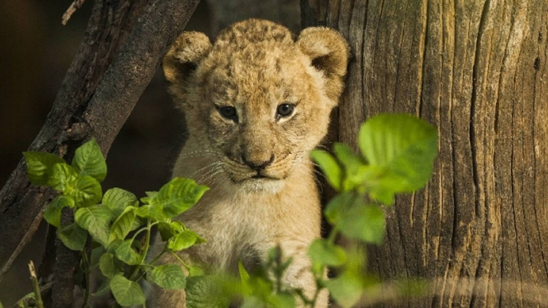 Botswana: Nacidos para pelear