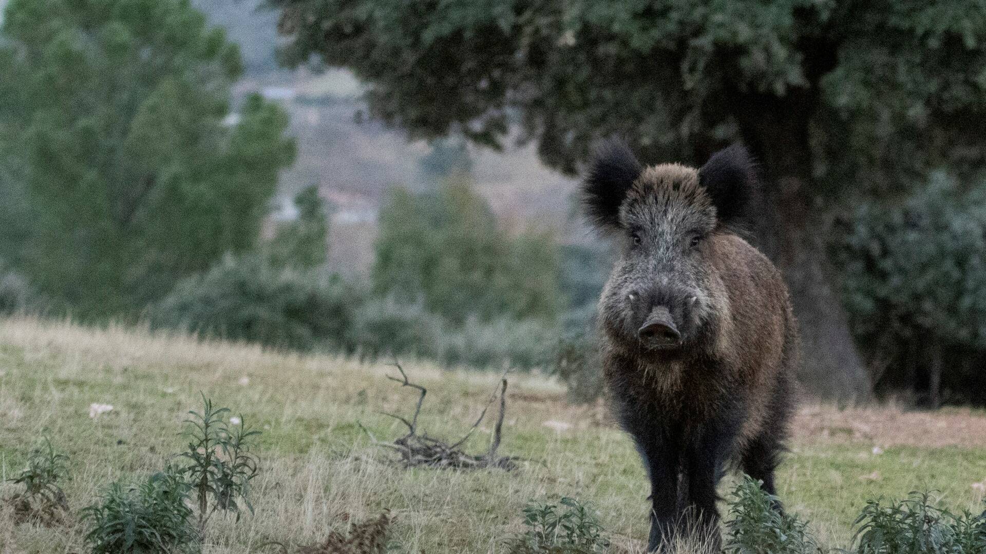 Lances monteros en la Tierra de Camöes