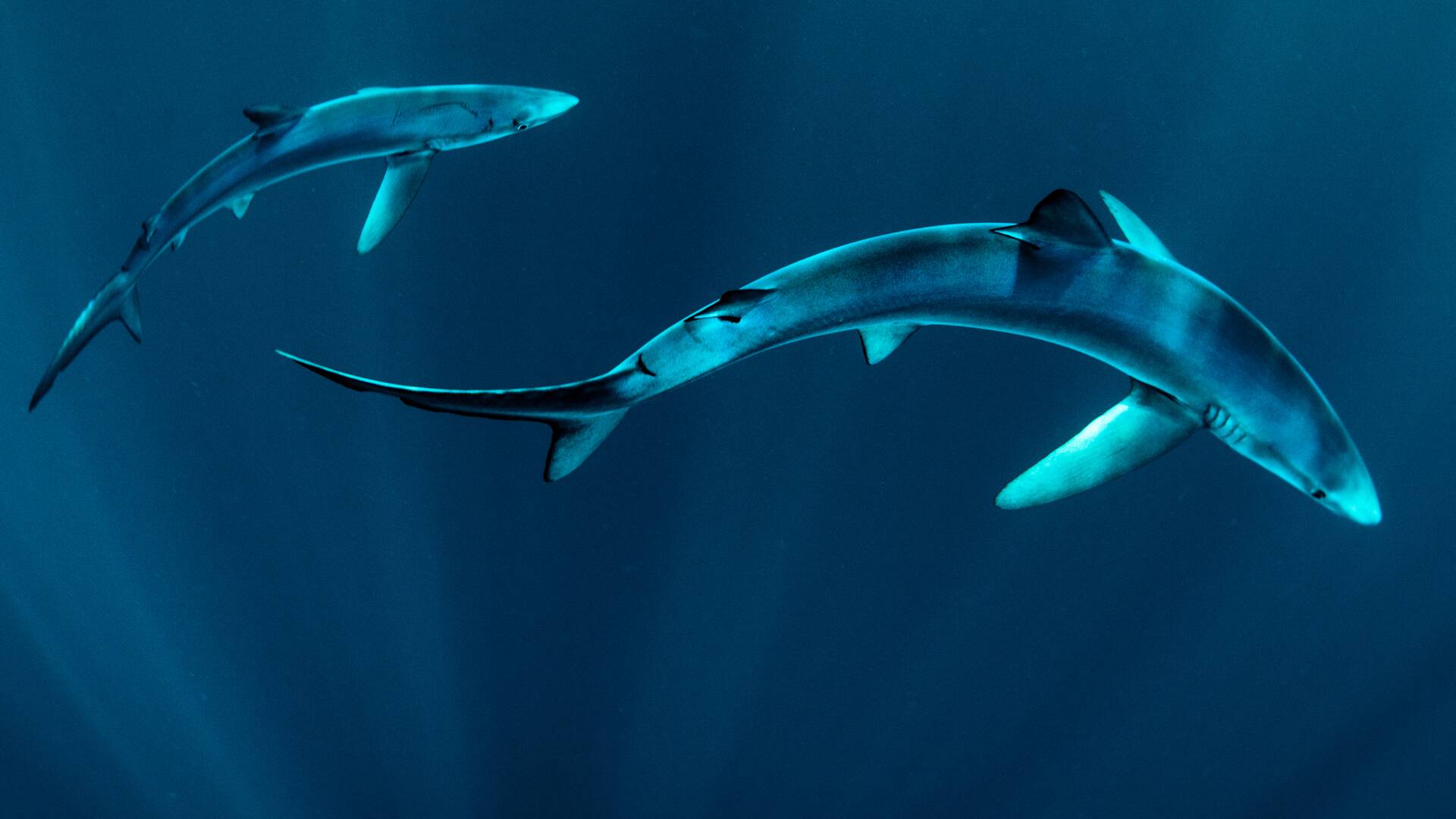 Tiburón azul, especie amenazada