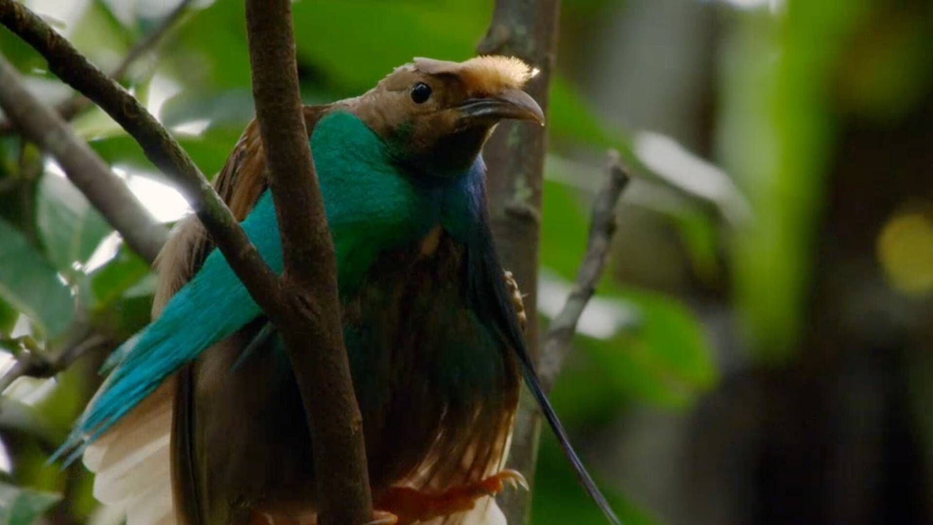 Especial Wild Asia: Islas paradisíacas