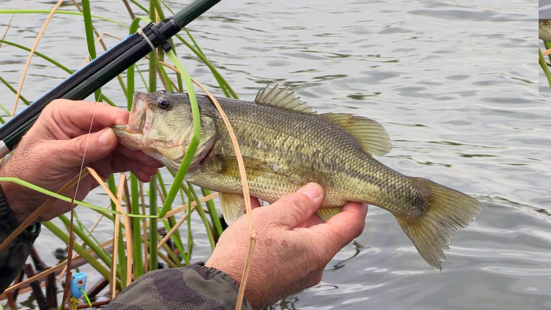 Basses con Tenkara